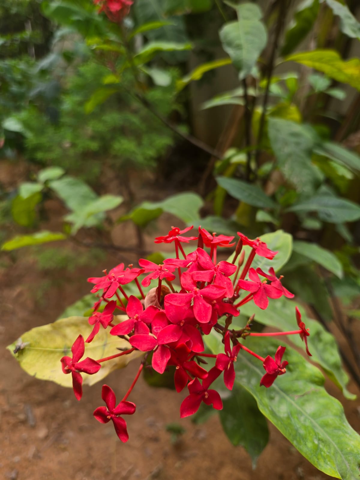 Flower Bloom