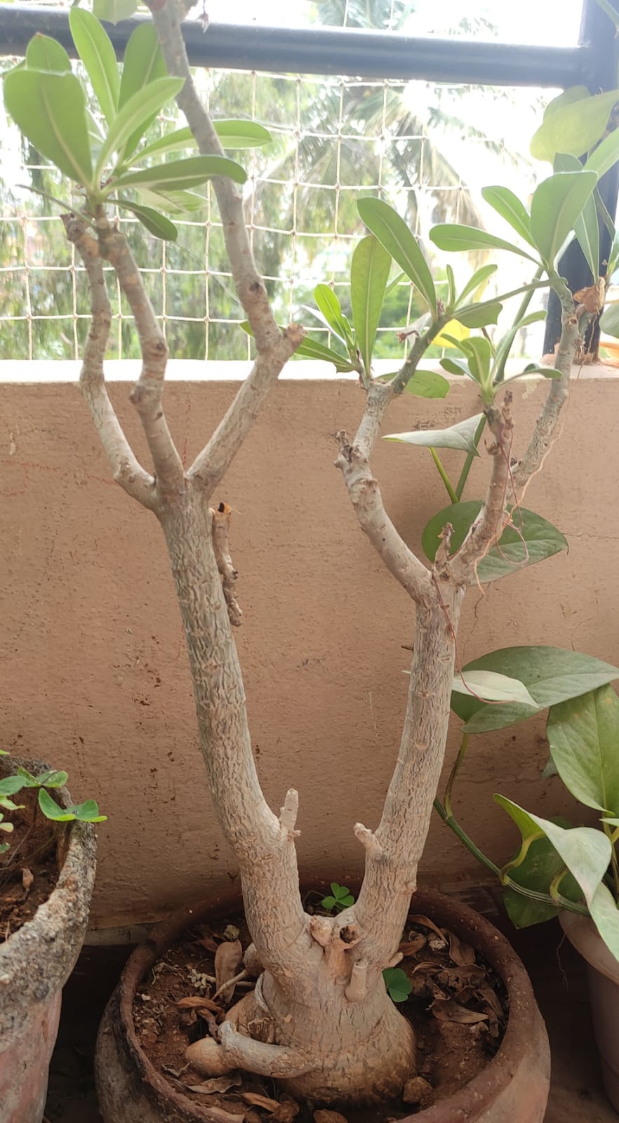 Village Nature