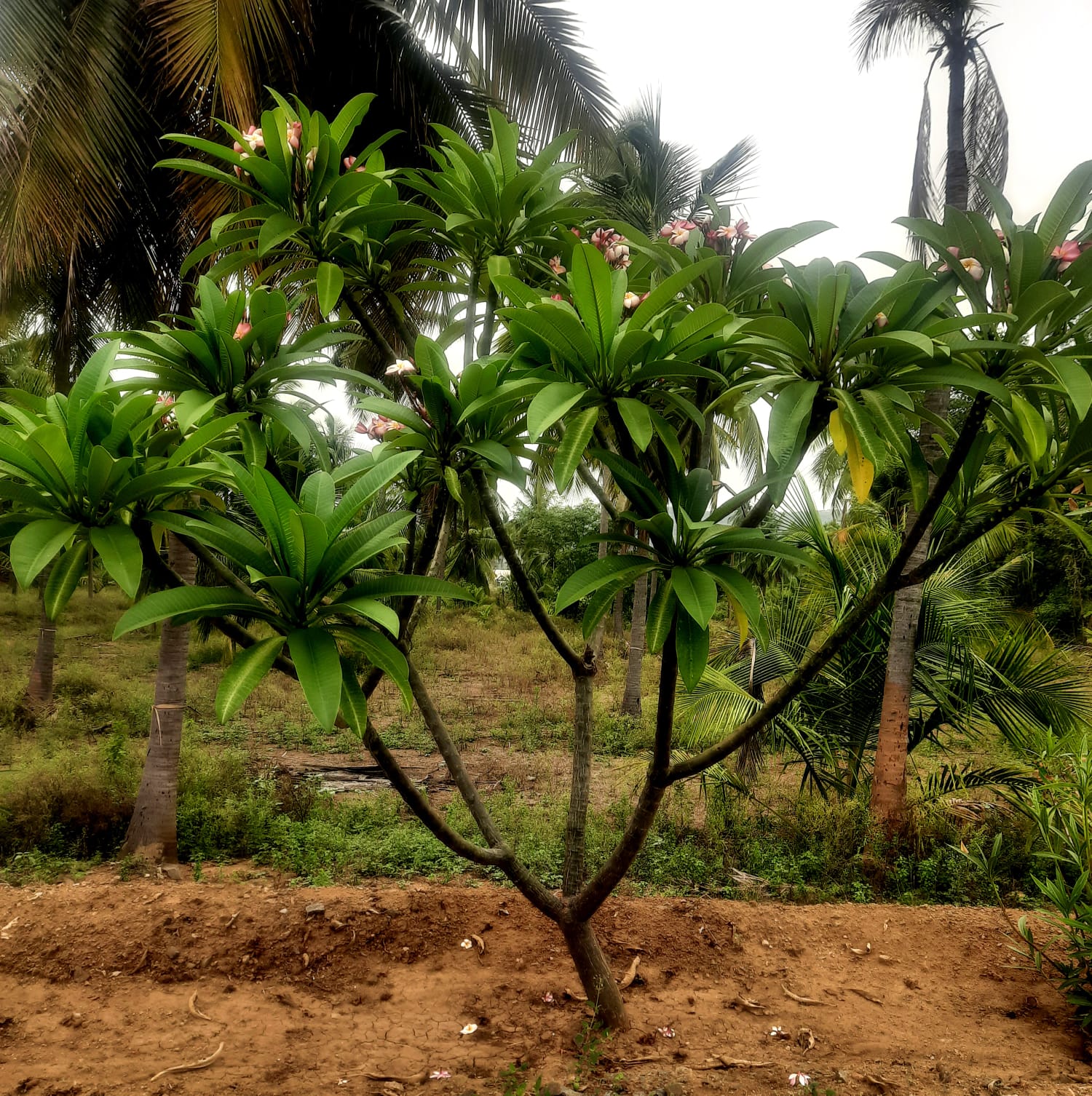 Natural Landscape